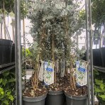 Eukalyptus (Eucalyptus) ´SILVERANA´ - výška 90-110 cm, kont. C5L (-13°C)